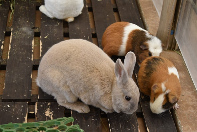 動物好きさん歓迎♪動物ふれあい補助・園内サポートスタッフ　（徳島市）　ID:4517